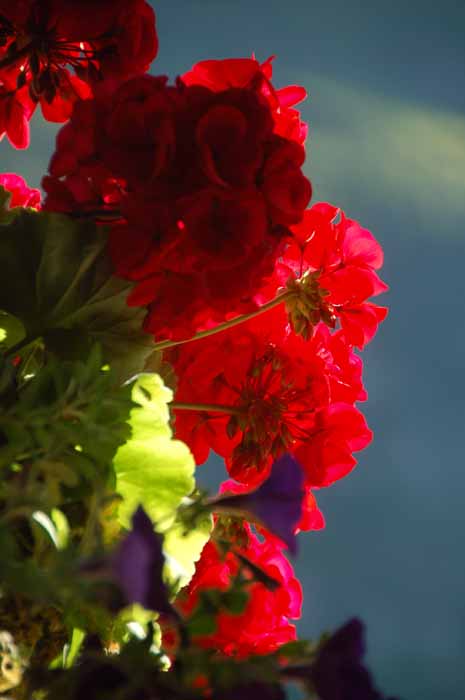 geraniums grace the porch of the Many Glacier lodge